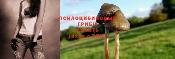 индика Новодвинск